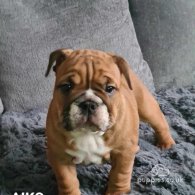 English Bulldog - Both