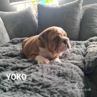 English Bulldog - Both