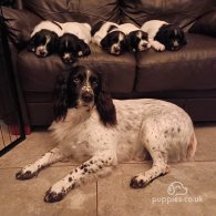 English Springer Spaniel - Both