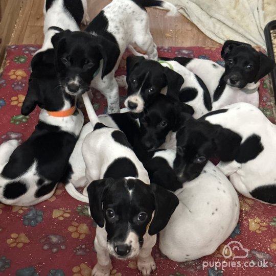 English Springer Spaniel - Both