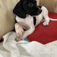 English Springer Spaniel - Both