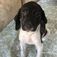 English Springer Spaniel - Both