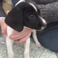 English Springer Spaniel - Both