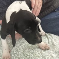 English Springer Spaniel - Both