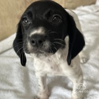 English Springer Spaniel - Both