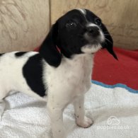 English Springer Spaniel - Both