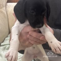 English Springer Spaniel - Both