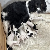 English Springer Spaniel - Both