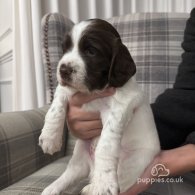 English Springer Spaniel - Both