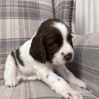 English Springer Spaniel - Both