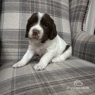 English Springer Spaniel - Both