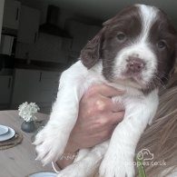 English Springer Spaniel - Both