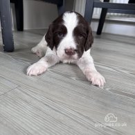 English Springer Spaniel - Both