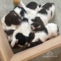 English Springer Spaniel - Both