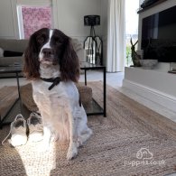 English Springer Spaniel - Both