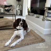 English Springer Spaniel - Both