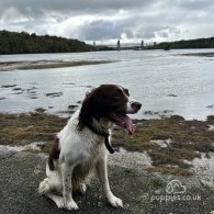 English Springer Spaniel - Both