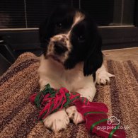 English Springer Spaniel - Both