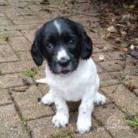 English Springer Spaniel - Both