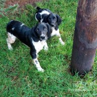 English Springer Spaniel - Dogs