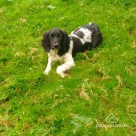 English Springer Spaniel - Dogs