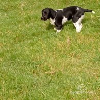 English Springer Spaniel - Dogs