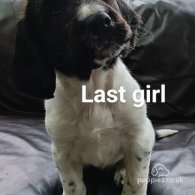 English Springer Spaniel - Both