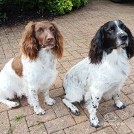 English Springer Spaniel - Both