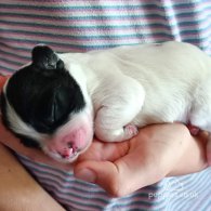 English Springer Spaniel - Both