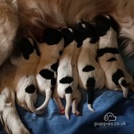 English Springer Spaniel - Both