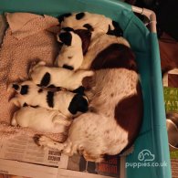 English Springer Spaniel - Both