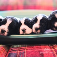 English Springer Spaniel - Both