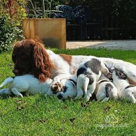 English Springer Spaniel - Both