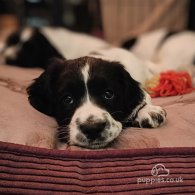 English Springer Spaniel - Both