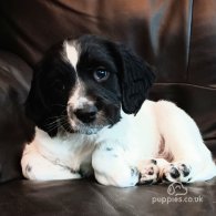 English Springer Spaniel - Both