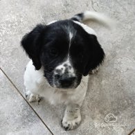 English Springer Spaniel - Both