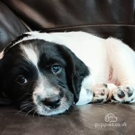 English Springer Spaniel - Both