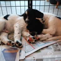 English Springer Spaniel - Both