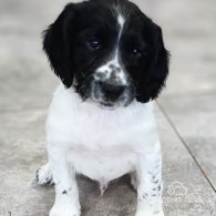 English Springer Spaniel - Both