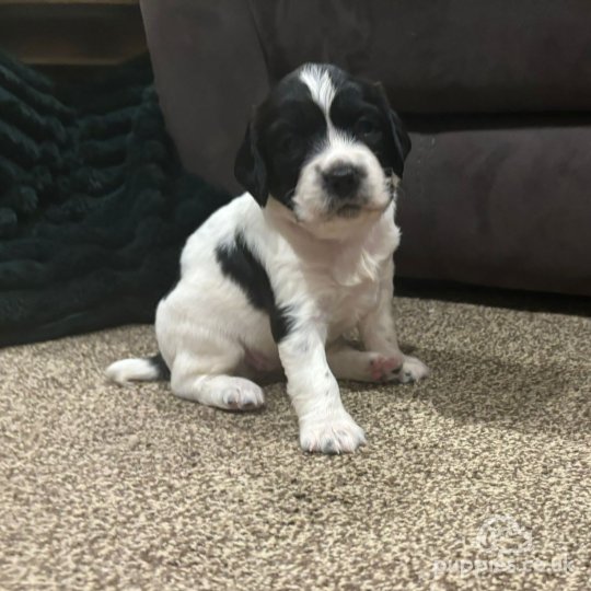 English Springer Spaniel - Both