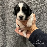 English Springer Spaniel - Both