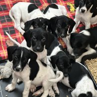 English Springer Spaniel - Both