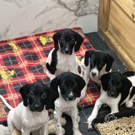 English Springer Spaniel - Both