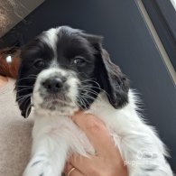 English Springer Spaniel - Dogs