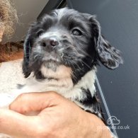 English Springer Spaniel - Dogs