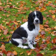 English Springer Spaniel - Dogs