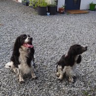 English Springer Spaniel - Dogs