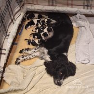 English Springer Spaniel - Dogs