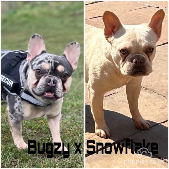 French Bulldog - Both