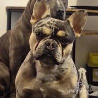 French Bulldog - Both